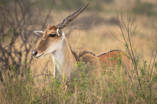 Antelope in the Serengeti at sunset