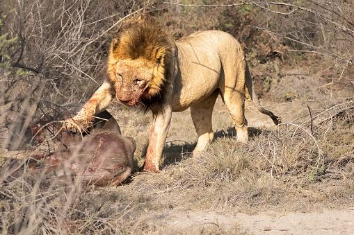 Lion pawing dead wildebeest.   photograph taken in Serengeti National Reserve.