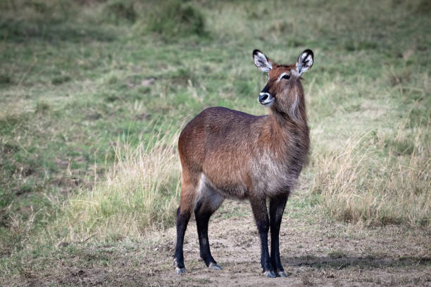 One of the greatest wilderness areas in the world, the Serengeti supports a magnificent diversity and abundance of animals, from the Big Five – lion, leopard, elephant, buffalo and black rhino (although these are rarely spotted) – to giraffe, Grant's gazelle, impala, kongoni, topi and eland.