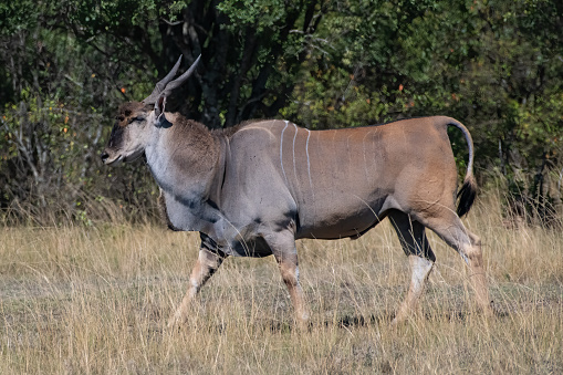 The Eland ante­lope is the lar­gest and hea­viest ante­lope spe­cies. The males reach a shoul­der height of 1.5 meters and a weight up to a ton! The fema­les are slightly smal­ler and ligh­ter than the males. What you will notice imme­dia­tely in both sexes are the tightly twis­ted horns. All eland ante­lopes have a tawny fur with 2 to 15 white hori­zon­tal stri­pes. Ano­ther spe­cial fea­ture is the black stripe on their back.