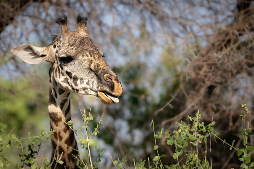 Lone giraffe on the planes in the Serengeti