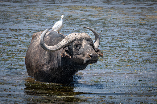 The African buffalo is a large sub-Saharan African bovine. Syncerus caffer caffer, the Cape buffalo, is the typical subspecies, and the largest one, found in Southern and East Africa.