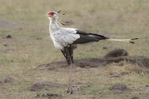 Secretary bird on the plains of the Serengeti