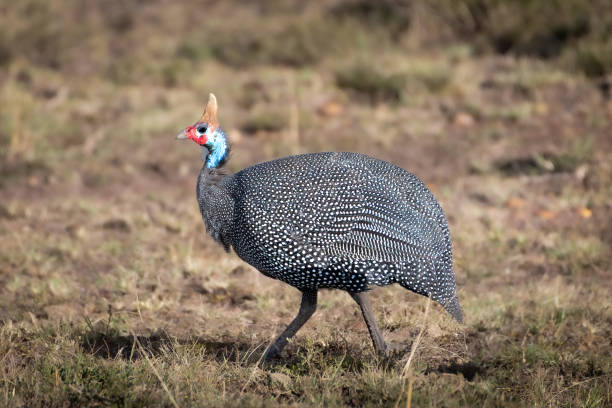 Helmeted Guineafowl The hel­me­ted gui­ne­a­fowl belongs to the gui­ne­a­fowl-bird family, Numi­di­dae, and are native to Africa, mainly in regi­ons south of the Sahara. They have a very exten­sive dis­tri­bu­tion area and inha­bit the most diverse habi­tats. These can be sav­an­nahs, bush­land, forest edges, semi-deserts and even agri­cul­tu­ral land. The hel­me­ted gui­ne­a­fowl has an unfea­the­red head, but the plu­mage on its round body is gray-black sprin­k­led with white. These are very socia­ble birds and often live in large groups of up to 100 birds. guinea fowl stock pictures, royalty-free photos & images