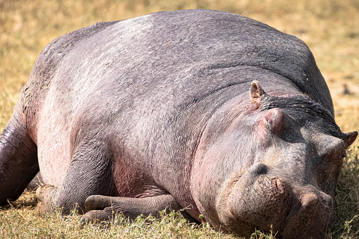 Hippo basking in the sun of the Serengeti.