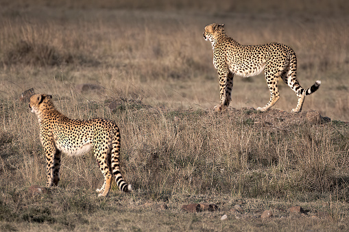 A trio of Cheetahs in Kalahari savannah