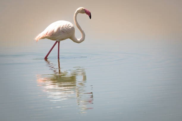 istock Flamingo in the Maasai Mara in Kenya 1424957011