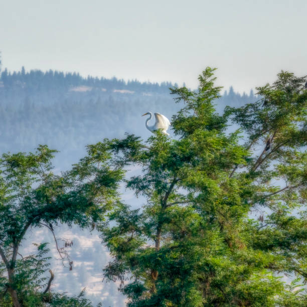Great Egret in a tree stock photo
