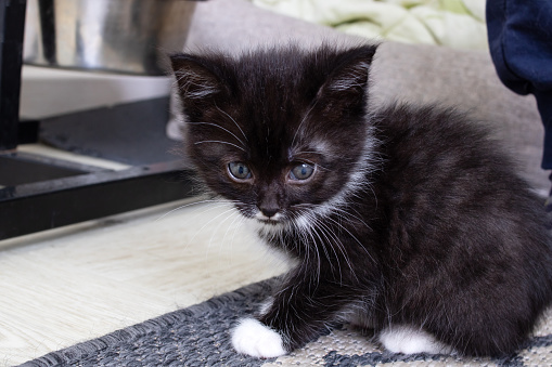Muzzle of a black little kitten close up portrait