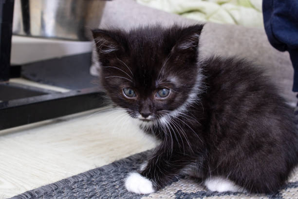 Muzzle of a black little kitten closeup portrait Muzzle of a black little kitten close up portrait animal whisker stock pictures, royalty-free photos & images