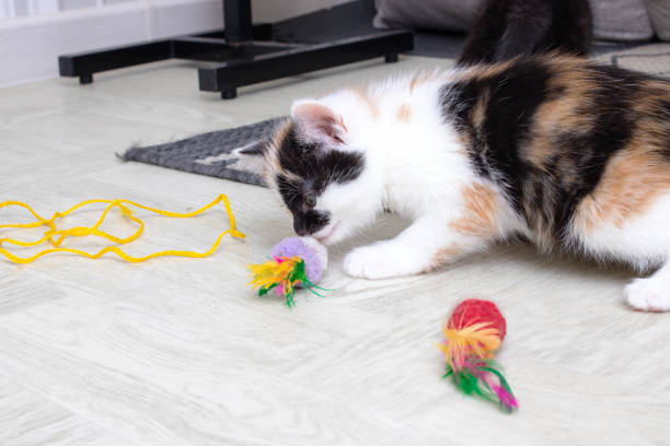 istock Small tricolor kitten playing with a toy 1424958042