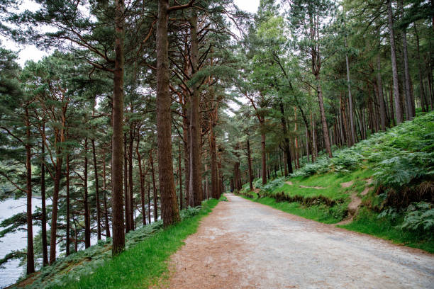istock Idyllic view in Glendalough Valley forest with footpath, County Wicklow, Ireland. Mountains, lake and tourists walking paths 1424960295