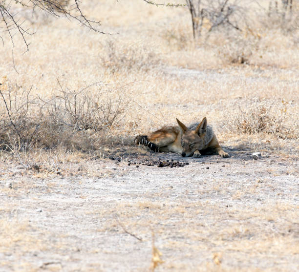 istock Picture of a jackal 1424960297
