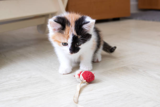 istock Small tricolor kitten playing with a toy 1424960340