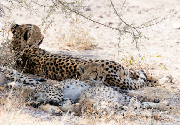 istock Picture of  cheetah with cubs in Namibia 1424960438