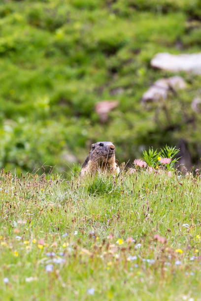 istock Picture of a marmot 1424960681