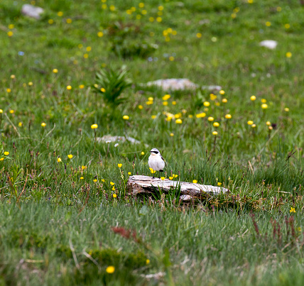 View of northern wheatear bird in north of Italy