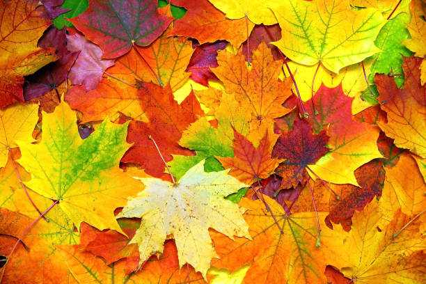 istock autumn colorful leaves background 1424961000