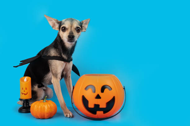 istock Halloween Dog with Halloween pumpkins on a blue background, copy space 1424962709