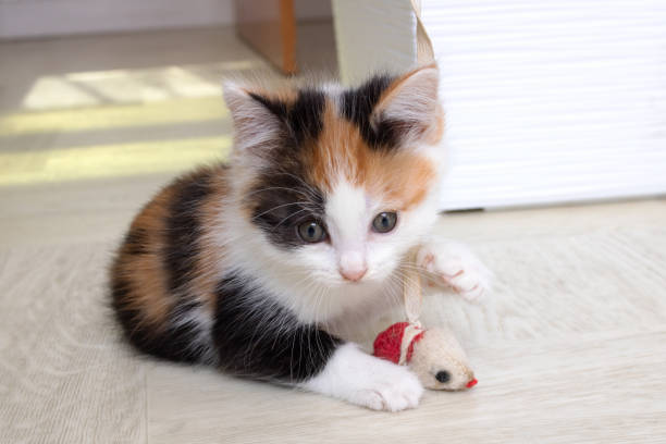 istock Small tricolor kitten playing with a toy 1424963034