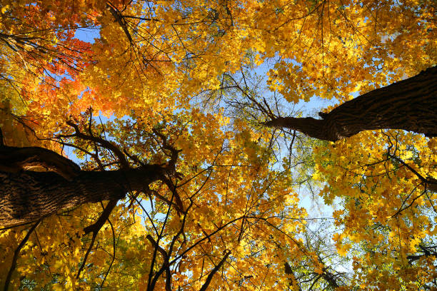 istock autumn leaves on trees under sky 1424964469