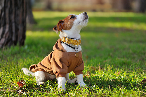 Jack Russell Terrier in a brown sweater sitting in the park