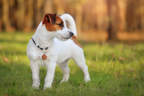 Jack Russel terrier puppy standing at the lawn looking to the side