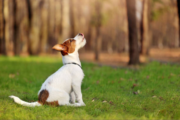 istock Sitting Jack Russell terrier side view outdoor portrait 1424965627
