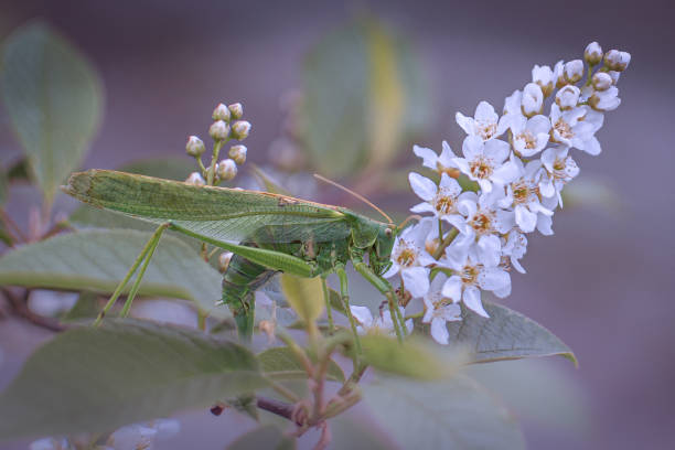 Insect photographed on a cloudy day.