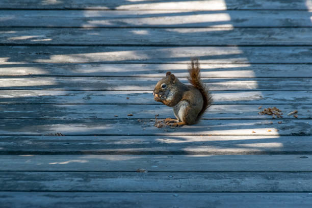 scoiattolo che mangia noci su una passerella soleggiata - thunder bay canada ontario provincial park foto e immagini stock