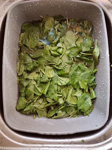 Washing baby spinach leaves at kitchen sink glasgow scotland england uk