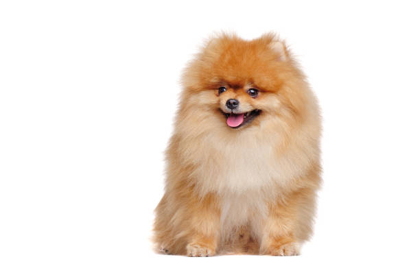 istock Pomeranian spitz dog in a white studio looking to the side 1424965879