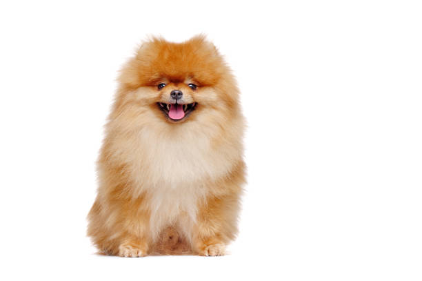 симпатичный красный померанский шпиц, изолированный на белом - show dog стоковые фото и изображения