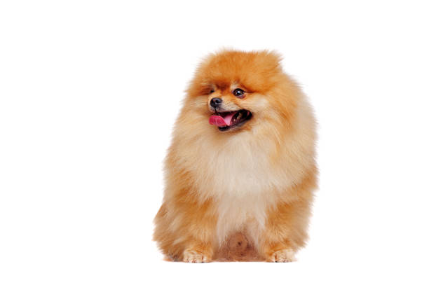 istock Pretty red pomeranian spitz looking to the side 1424966408