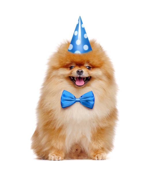 istock Pretty red pomeranian spitz wearing birthday outfit 1424966425
