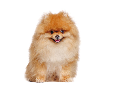 Smiling red long haired pomeranian spitz