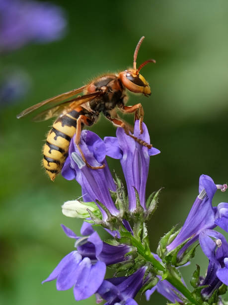 istock Hornets, bees and bumblebees - beautiful and elegant. 1424968585