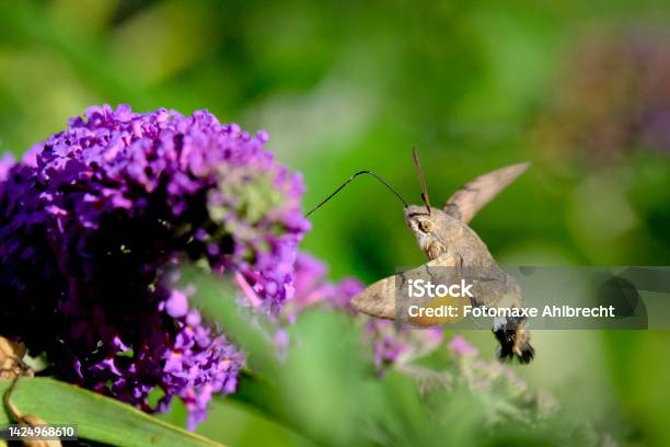 Pigeon Tails Drinking Nectar Beautiful And Graceful Butterflies Moths Stock Photo - Download Image Now