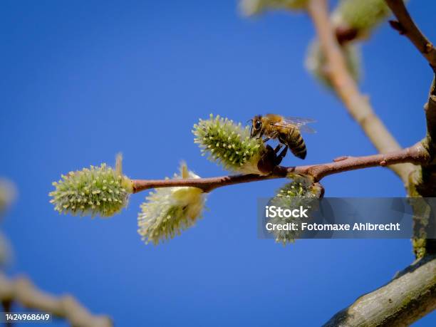 Hornets Bees And Bumblebees Beautiful And Elegant Stock Photo - Download Image Now