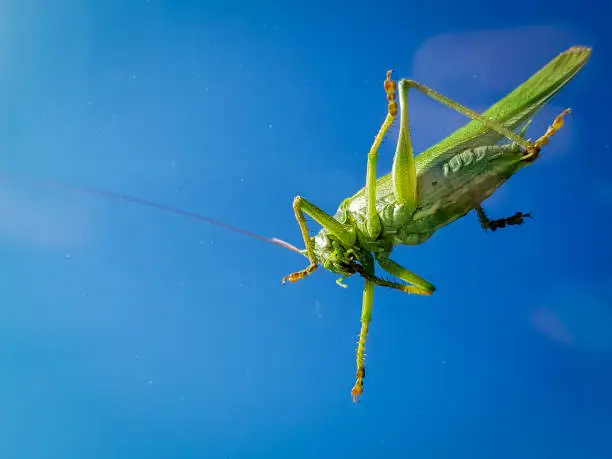 Grasshopper from below on the windshield - on a sunny afternoon the pretty lady sat on my windshield, of course I had to take advantage of the moment and photograph the fascinating sight from below.