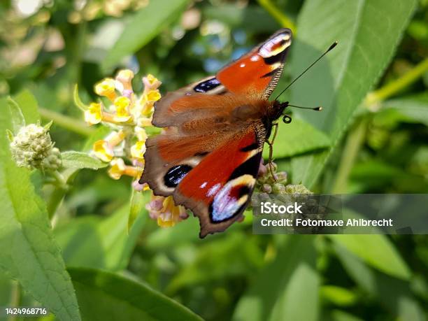 A Peacock Butterfly Sitting On A Yellow Flower Stock Photo - Download Image Now - Animal, Animal Body Part, Animal Eye