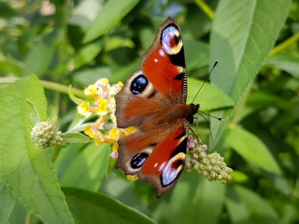istock a peacock butterfly sitting on a yellow flower 1424968717