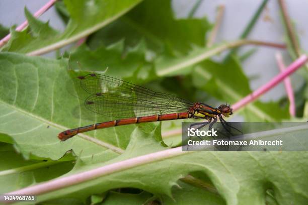 Pretty Dragonfly Resting On A Blade Of Grass Stock Photo - Download Image Now - Animal, Animal Body Part, Animal Wildlife