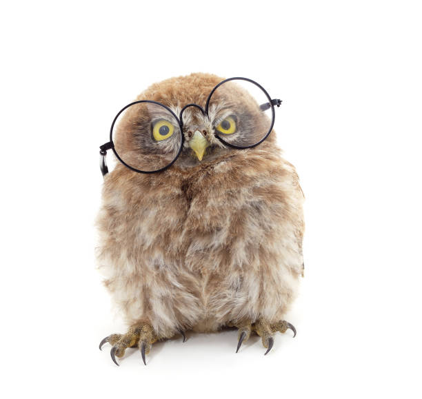 istock One small owl in glasses. 1424970971