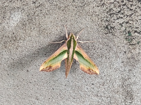 Pergesa Acteus or Green Pergesa Hawkmoth. Found in South and Southeast Asia.