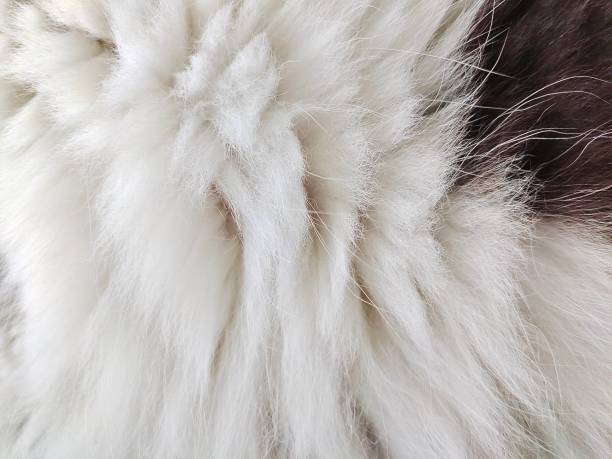 istock Body Hair or Cat Fur 1424973728