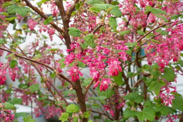 Redcurrant bush with pretty pink flowers on a spring day in garden.