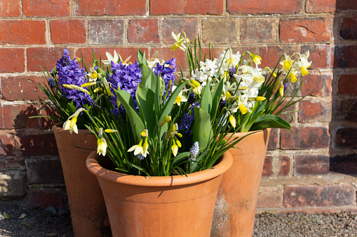Beautiful clay pots full of beautiful Spring bulbs forming a beautiful display against an old brick wall.