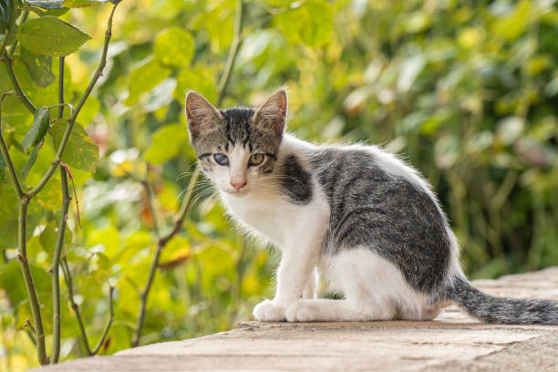 istock a sick puppy cat with the third eyelid looks at the camera 1424974555