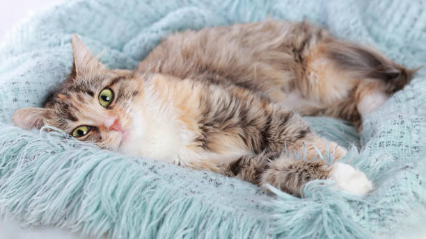 istock Cat rests on a light blue blanket. Pets. Cute Cat looking at the camera. Beautiful Kitten rests. Cat close-up. Kitten with big green eyes. Pet. Without people. Copy space. Animal background. 1424975225